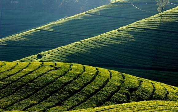Nilgiri Tea Estates